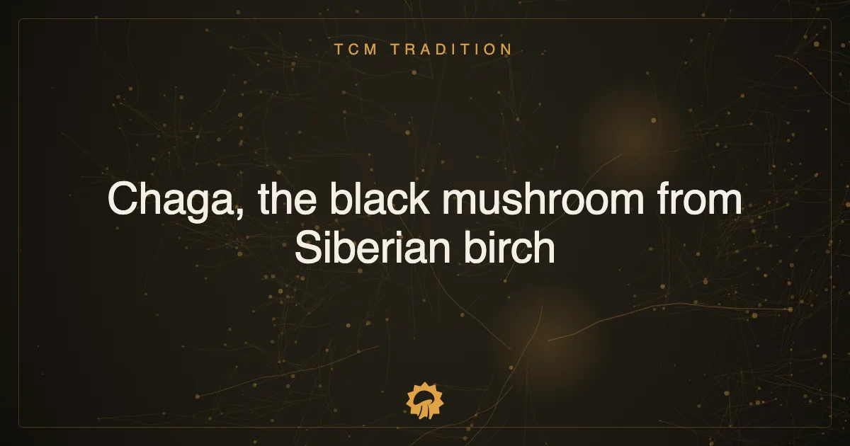 Post illustration: Chaga, the black mushroom from Siberian birch