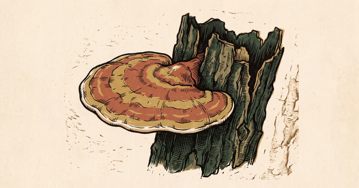 How does Reishi work? Mechanisms and research