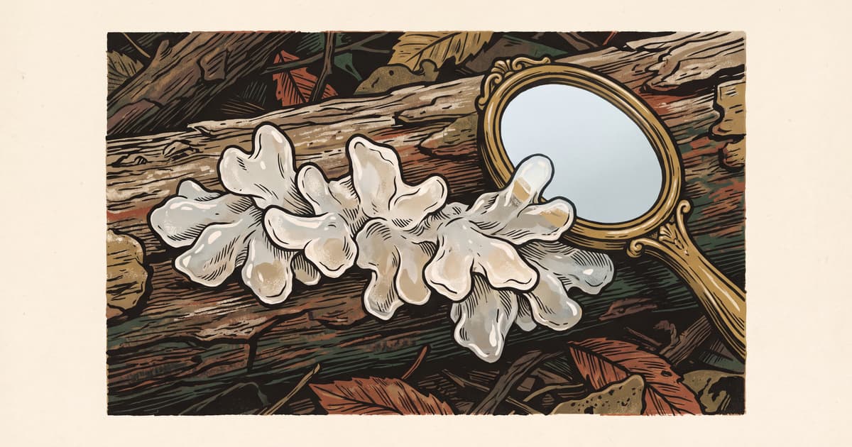 Tremella · the silver ear and beauty as a story