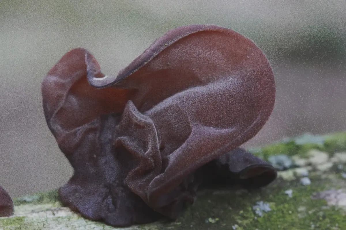 Auricularia · Auricularia auricula-judae