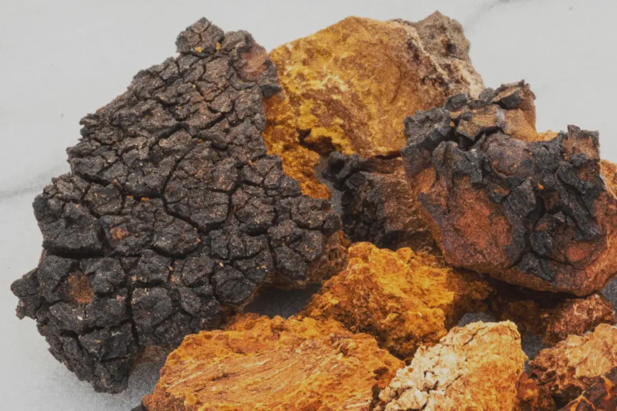 Chaga · Inonotus obliquus
