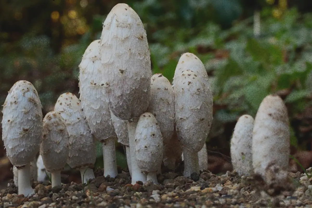 Coprinus · Coprinus comatus