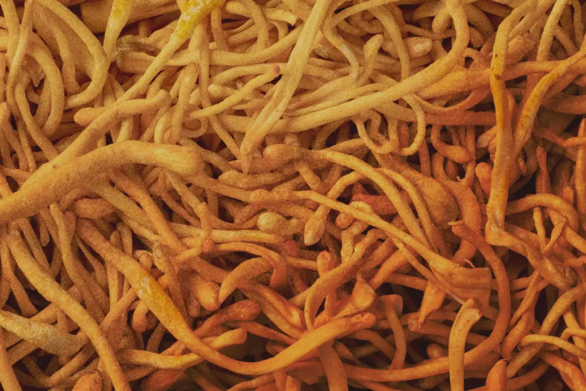 Cordyceps · Cordyceps militaris