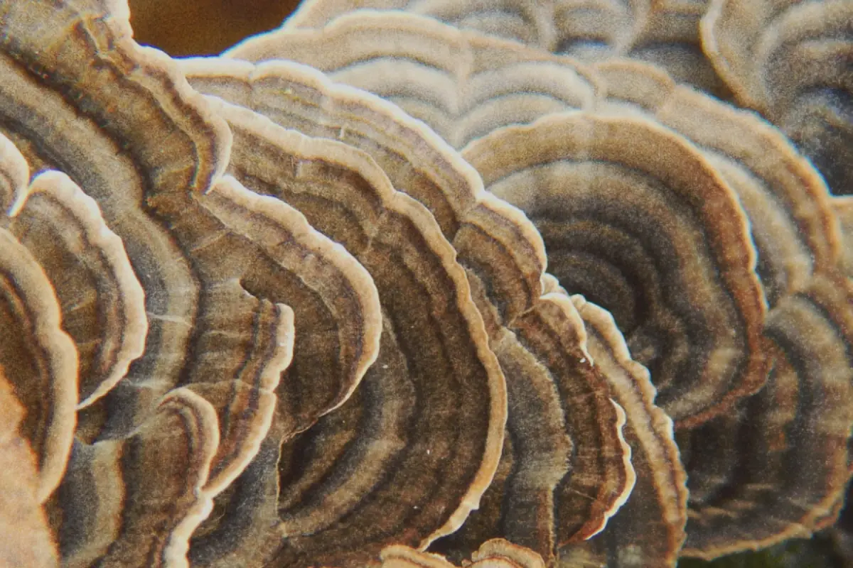 Coriolus · Trametes versicolor