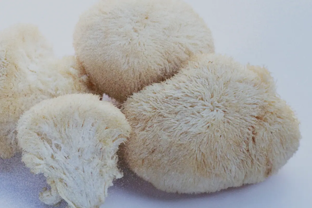 Lion's Mane · Hericium erinaceus