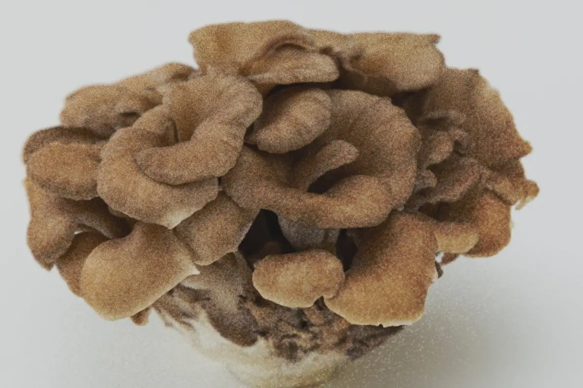 Maitake · Grifola frondosa