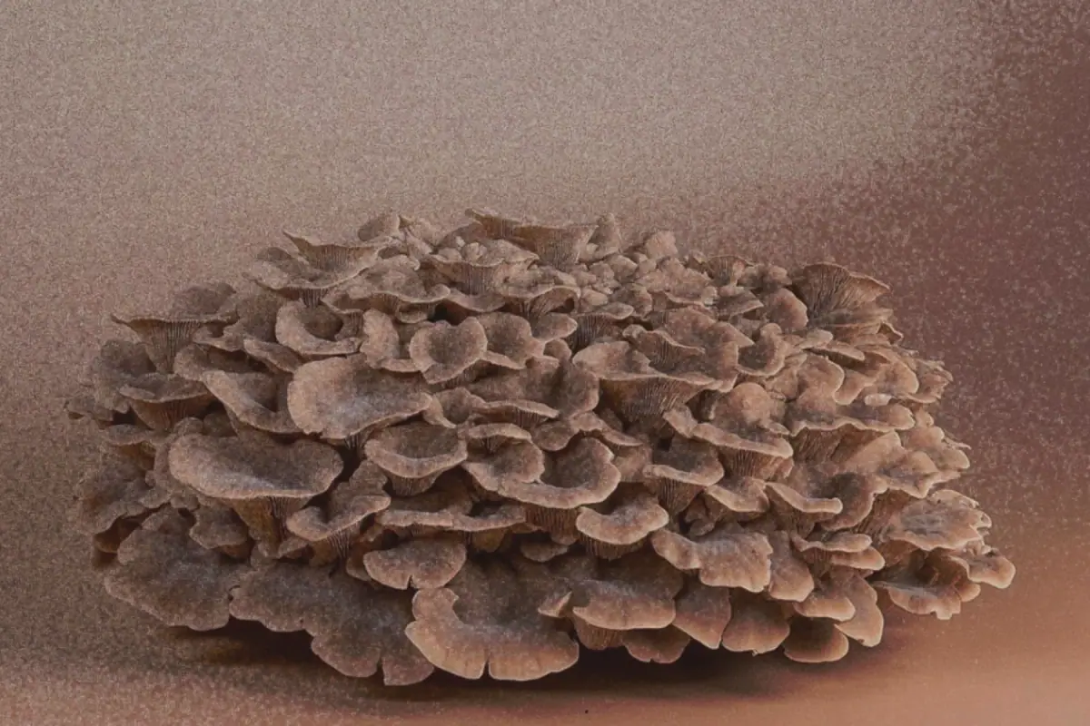 Polyporus · Polyporus umbellatus
