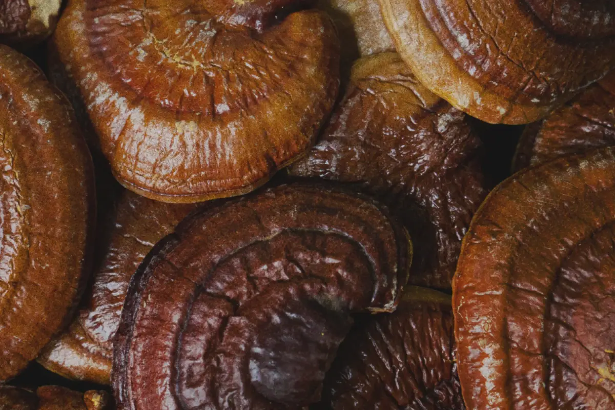 Reishi · Ganoderma lucidum