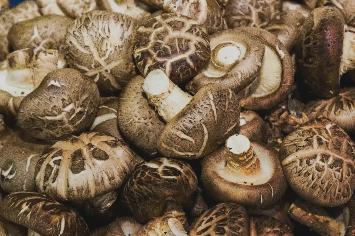 Shiitake · Lentinula edodes