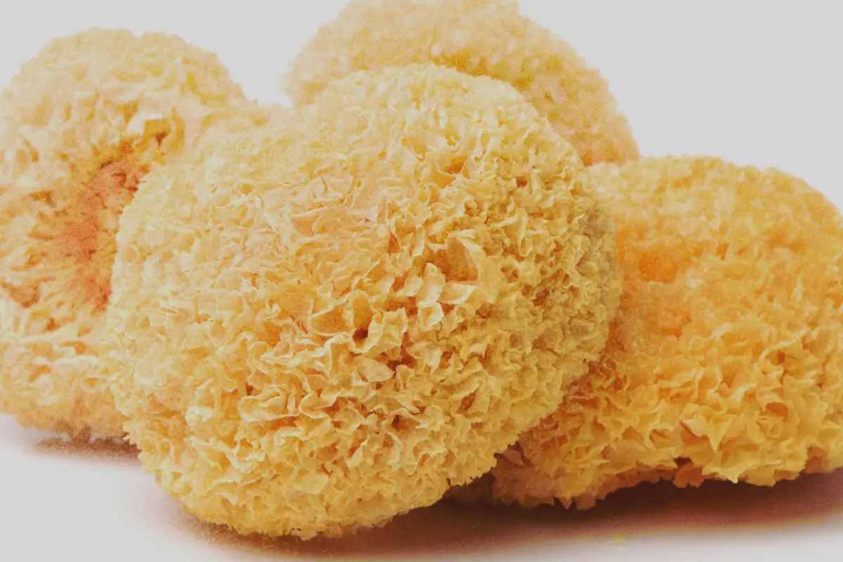 Tremella · Tremella fuciformis