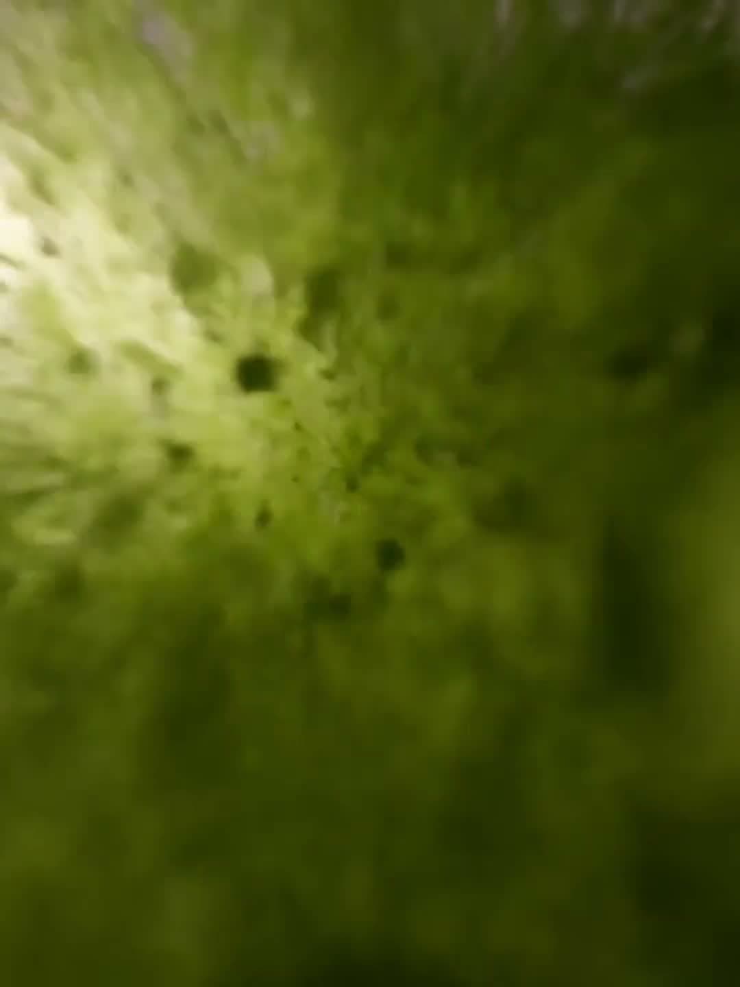 Aloha Matcha. Atmosfera rytuału poranka