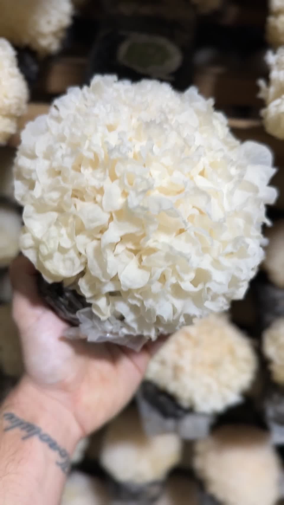 Tremella. Atmosfera produktu Aloha Fungi