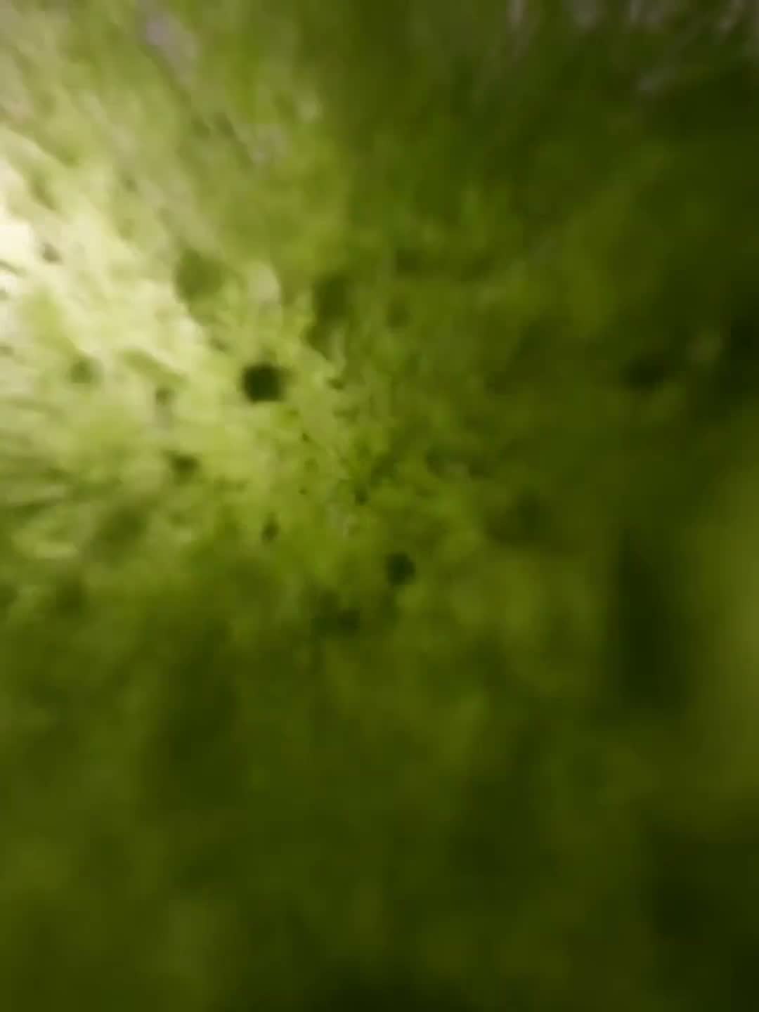 Aloha Matcha. Atmosfera rytuału poranka